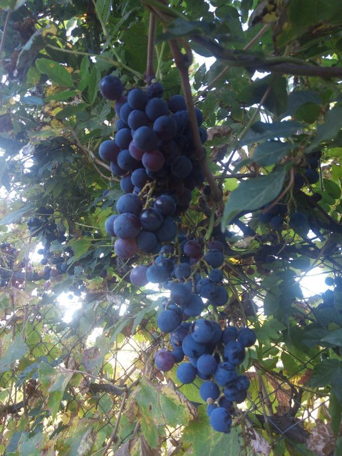 Lujan de Cuyo Loft Los Cerezos En Vistalba, Zona De Vinedos Y Bodegas מראה חיצוני תמונה