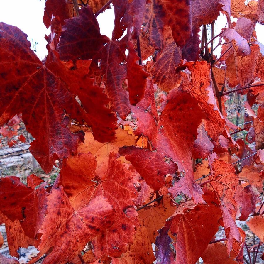 Lujan de Cuyo Loft Los Cerezos En Vistalba, Zona De Vinedos Y Bodegas מראה חיצוני תמונה